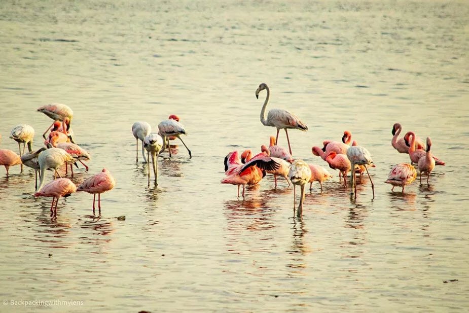 Thane Creek Wildlife Sanctuary, Thane, Maharashtra - Vushii.com Thane Creek Wildlife Sanctuary, Thane, Maharashtra - Vushii.com